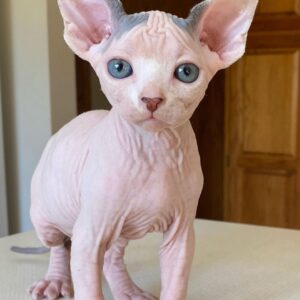 Mini – Sphynx cats for sale cheap