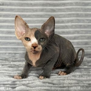 Letuce -sphynx cat for sale near me